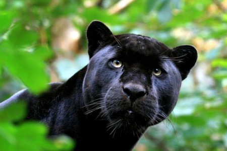 Puma Preto